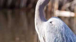 Great Blue Heron audio