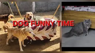 Dogs playing: Episode 53 dog winter funny video boarding vlogs #petvidio #petviral #vlogvideo #funny