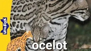 Знакомьтесь, животные 304: оцелот