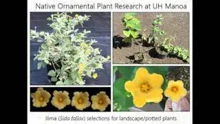 Native Hawaiian plants for floriculture and landscape use