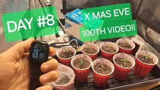 WINTER SEED TO HARVEST DAY #8!! ITS CHRISTMAS EVE IN THE 2X2! Space Queen, Northern Lights x Cindy99
