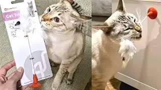 Mićo is too smart for his new toy! | Lynx point Siamese cat
