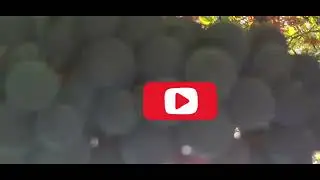 ഇവിടെ   നല്ല organic   മുന്തിരിയും  Apple 🍎 🍎 🍎 ഉം