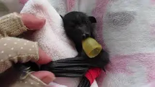Orphaned Mr. Whiskers Takes His Dummy