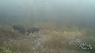 Moose fighting in the fog