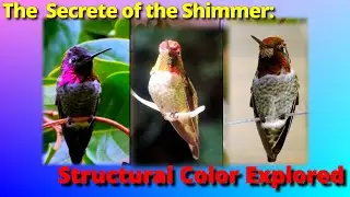 Annas Hummingbird Gorget Types Episode 2