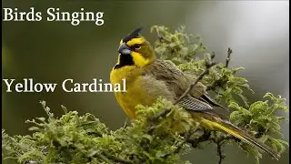 Birds Singing - Yellow Cardinal - Sounds of Nature