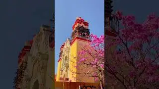 Oaxaca colorido 🌸📍Oaxaca capital  🎥 IG: roymendezmx #Oaxaca #Guayacan