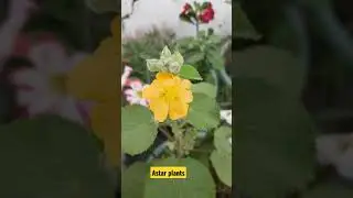 #Atibalaplant#indianherb#beautiful yellow flower