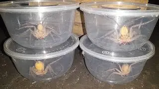Find And Catch Four Jumping Huntsman Spiders 