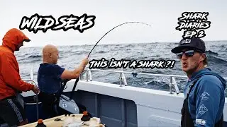 Shark Diaries: Ep.2 - Catch & Release Shark Fishing With BIG SURPRISE!