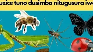 Icyitonderwa!! Utu dusimba 7 nituza iwawe ntuzatwice