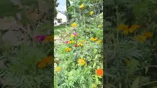 Thinking of summer, time to plan my garden 2026 ￼zone 5 b