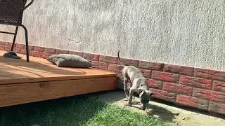 Fibi- whippet (chart angielski) w nowym domu 🐕🌿