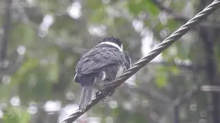 AVES DA AMAZ&Ocirc;NIA - Notharchus hyperrhynchus
