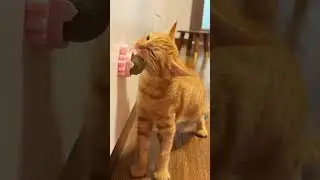 My Cat Is OBSESSED With These Catnip Toys! (You Need These!)