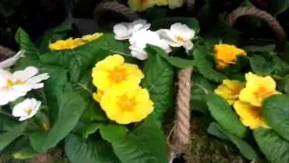 Primulas in decorative pots