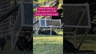Cat catch with drop trap! #TNR #cat #catvideos