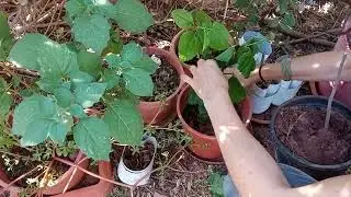 Ocio en la Huerta Dignidad