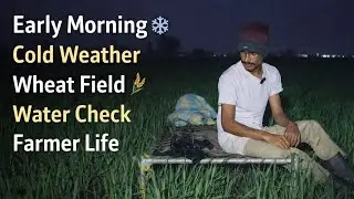 12 Vigha ઘઉં માં પાણી Day 6 LIVE 🌾 | Night Watering Check | Farmer Life