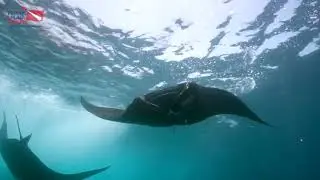 Float N' Flag heads to Komodo aboard The Arenui