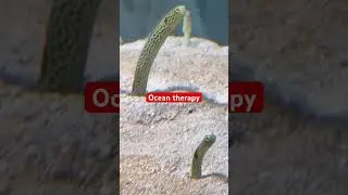 Ocean therapy