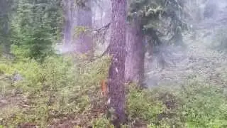 Lightning Aftermath in Three Sisters Wilderness