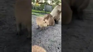 Ok I Pull up Part 4 #shorts #funny #memes #cute #capybara