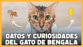 GATO BENGALÍ 🐱 TODAS sus CUALIDADES y CURIOSIDADES