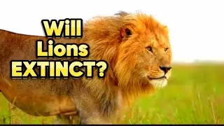 WILL Lions Extinct in 2050? Yes or Not!