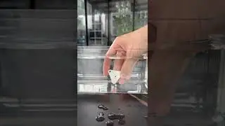 Mini waterproof ☔ tracking beacon #unboxingasmr #tracking #Feasycom #beacon #unboxing #asmr