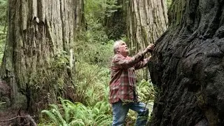 Moving the Giants - San Francisco Green Film Festival