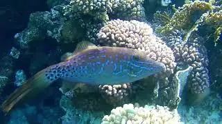 Egypt Jaz Fanara Ras Um El Sid Sharm El Sheikh 12.2025.Риф та рибки бухти Ras Um El Sid.