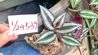 【園藝539】1月24日(六)吊竹梅新葉子反光的感覺掉落的枝梗可以插回土中！