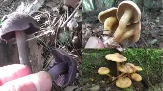【きのこ狩り】ムラサキフウセンタケとアミタケとナラタケを食べ比べてみた