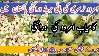 guava farming Pakistan /guava hybrid variety nursery Pakistan / best variety of guava