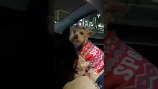 Cocoa&rsquo;s Visit at PetSmart |Birthday Tradition Visit PetSmart & Our Boy is getting ready!