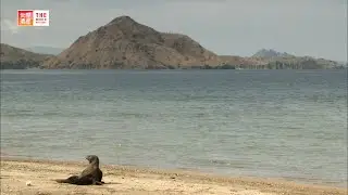Komodo National Park (Indonesia) / TBS