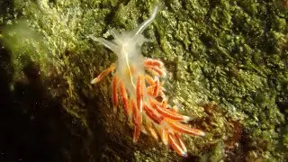Coryphella lineata - the lined Coryphella