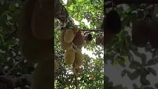 p&eacute; de jaca mole