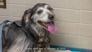 Cummings School of Veterinary Medicine Clinical Trial Significantly Extends Life of Dog with Cancer