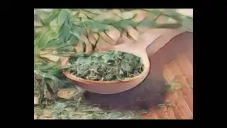 Herbal Folklore & Old Fashioned Tips, Dill