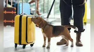 Dog&rsquo;s Nose Power: The Science of Super Smelling