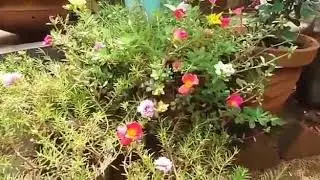 PATHUMANI CARE AND TIPS MALAYALAM #gardeningplants #pathumanipoovu   #tips4malayalam504