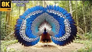 🕊️ The World&rsquo;s Strangest Birds 🌿 | Stunning Beauty & Calm Nature Sounds | Birds Sounds