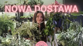 Pierwsza dostawa roślin w 2026! 🌱| Dużo nowości | Aglaonemy, hoje i dużo koloru 🎨