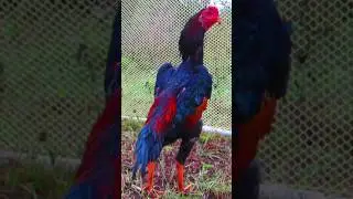 Петух Чу Шамо 6 месяца Японская линия. #шамо #ошамо #oshamo #rooster
