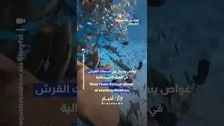Daring diver effortlessly floats through shiver of sharks