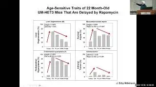 Anti-Aging Drugs and Anti-Aging Mechanisms. Presented by Rich Miller