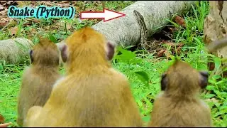 Terrified Monkey ! The Monkeys in Group Amber Still Follow Big Snake & Screaming Loud in the Forest